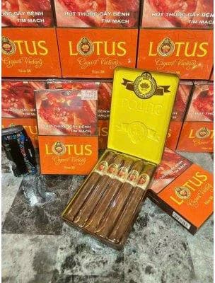 Cigar Lotus Victory